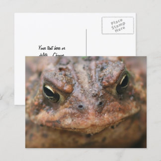 Carte Postale Jolie Face de Crapaud Brun Nature