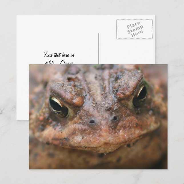 Carte Postale Jolie Face de Crapaud Brun Nature (Devant / Derrière)