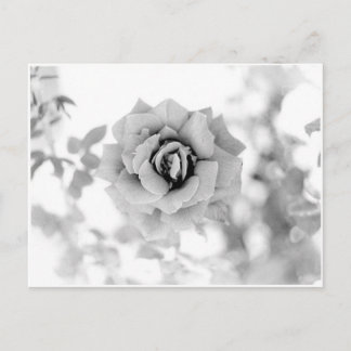 Carte Postale Jolie Fleur