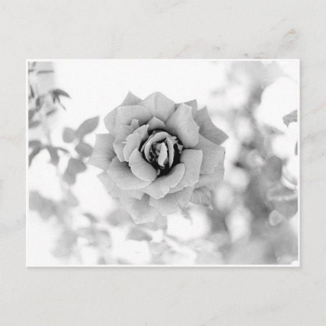 Carte Postale Jolie Fleur (Devant)