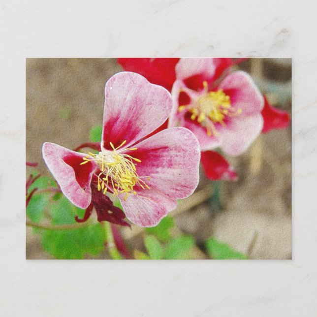 Carte Postale Jolie fleur 2 (Devant)