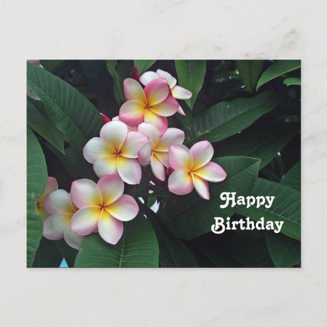 Carte Postale Jolie Fleur de Plumeria Rose et Jaune pour Anniver (Devant)