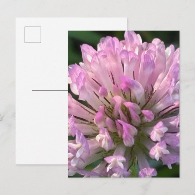 Carte Postale Jolie fleur de trèfle  (Devant / Derrière)