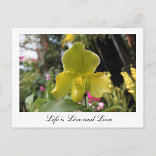 Carte Postale Jolie fleur d'orchidée verte, photographie florale