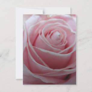 Carte Postale Jolie fleur rose
