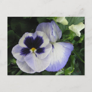 Carte Postale Jolie Fleurs Pansy Violettes