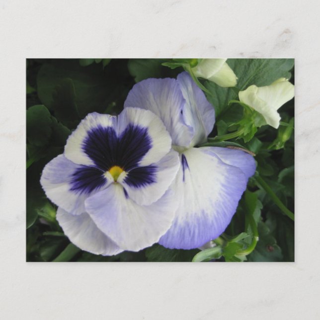 Carte Postale Jolie Fleurs Pansy Violettes (Devant)