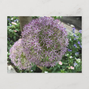 Carte Postale Jolie Fleurs violettes New York City NYC Photo