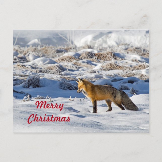 Carte Postale Jolie Fox Photo Neige Photo Neige Noël (Devant)