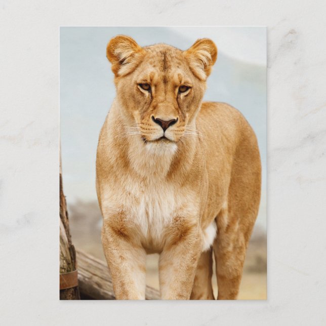 Carte Postale jolie gros chat (Devant)