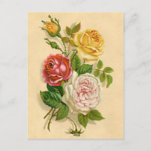Carte Postale Jolie illustration vintage de rose