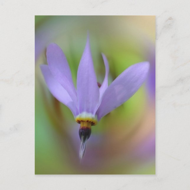 Carte Postale Jolie Lavande Purple Fleur sauvage (Devant)