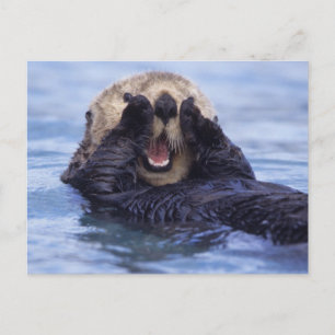 Carte Postale Jolie loutre de mer Alaska, États-Unis