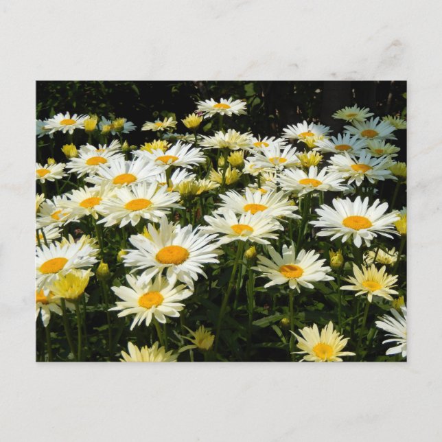 Carte Postale Jolie marguerite blanche Jardin Floral Photo (Devant)