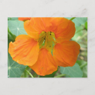 Carte postale Jolie Orange Nasturtium Flower