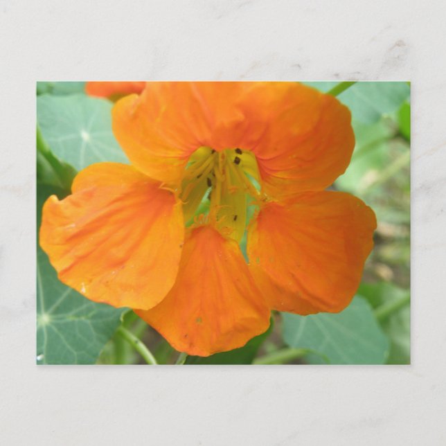 Carte postale Jolie Orange Nasturtium Flower (Devant)