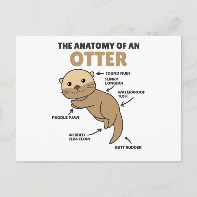 Carte Postale Jolie Otter Explication Anatomie D'Une Otter (Devant)