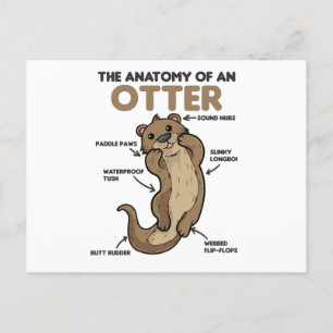 Carte Postale Jolie Otter Explication Anatomie D'Une Otter