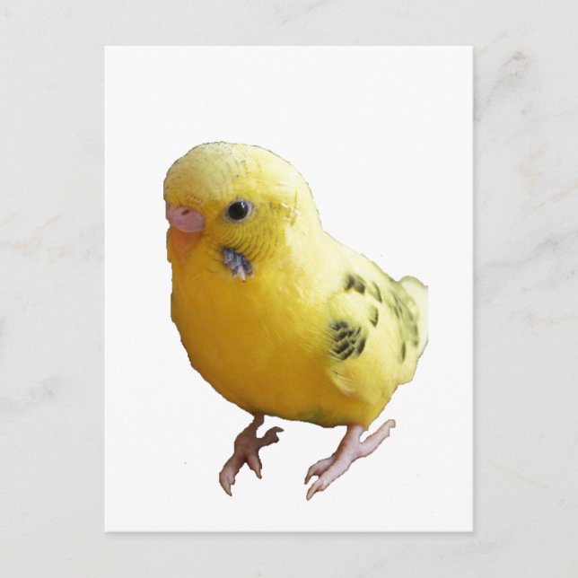 Carte Postale Jolie Parakeet Jaune Amical Animaux de compagnie P (Devant)
