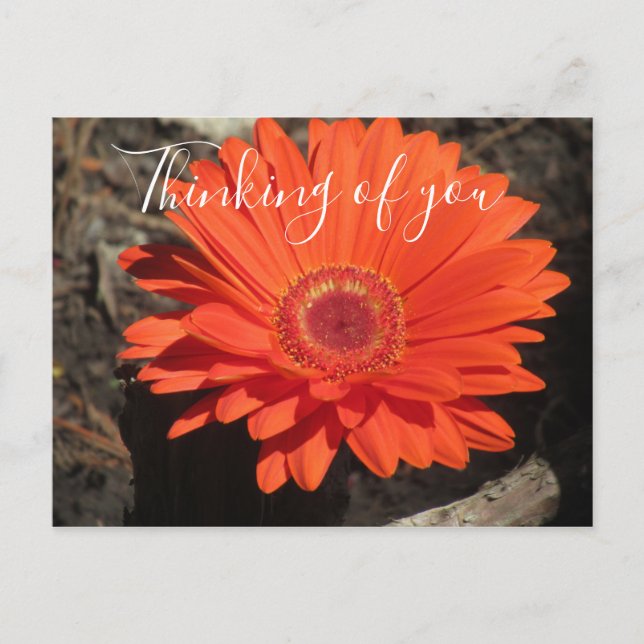 Carte Postale Jolie Pensée De Vous Orange Gerbera Daisy Photo (Devant)