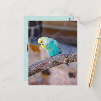 Carte Postale Jolie perruche turquoise sur mesure
