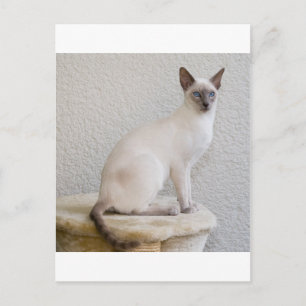 Carte Postale Jolie petite