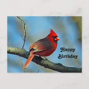 Carte Postale Jolie Photo de Cardinal Rouge pour Anniversaire