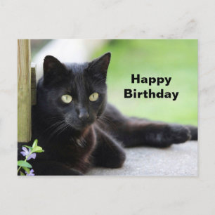 Carte Postale Jolie Photo De Chat Noir Anniversaire