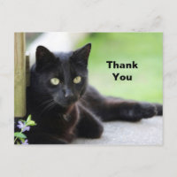 Jolie photo de chat noir Merci