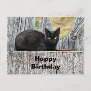 Carte Postale Jolie Photo De Chat Noir Sur Une Souche D'Arbre Po