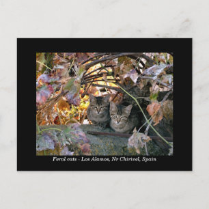 Carte Postale Jolie photo de chats espagnols & grapevine