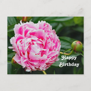 Carte Postale Jolie photo de fleurs d'anniversaire de pivoine ro