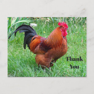 Carte Postale Jolie Photo de profil de poule rouge Merci