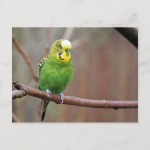 Carte Postale Jolie photo Green Budgie