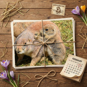 Carte Postale Jolie photo réaliste de famille de marmotte