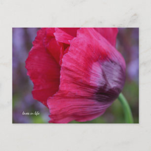 Carte Postale Jolie Pic et Pavot Violet Flower