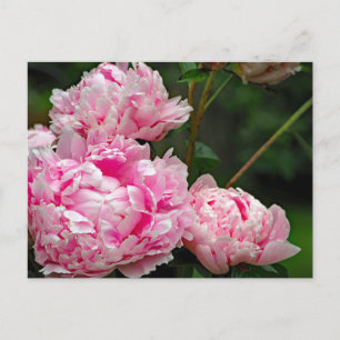 Carte Postale Jolie pivoines roses Photo florale