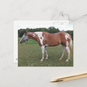Carte Postale Jolie pouliche Paint Horse en été