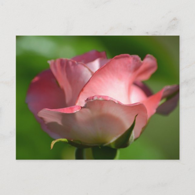 Carte Postale Jolie rose rose (Devant)