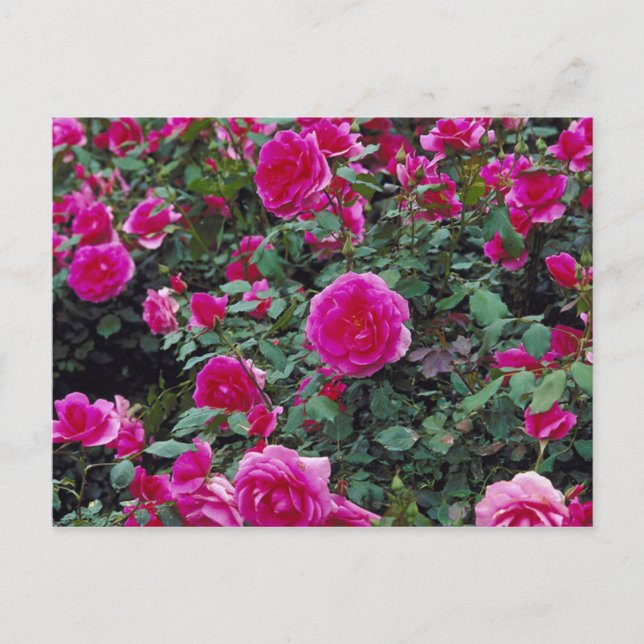 Carte Postale Jolie roses roses sur le buisson (Devant)