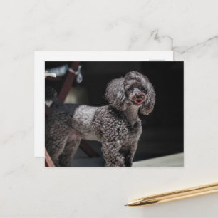 Carte Postale Jolie tête de chien de caniche noir sourire souria