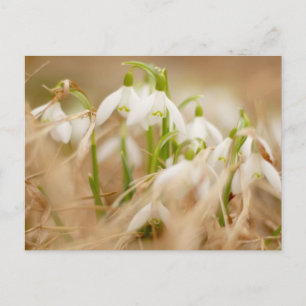 Carte Postale Jolies chutes de neige