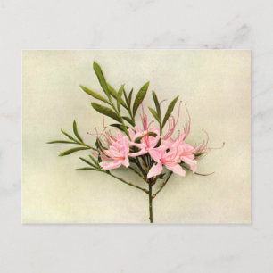 Carte Postale Jolies fleurs