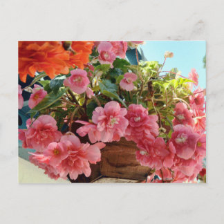 Carte Postale Jolies fleurs de Begonia