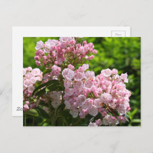 Carte Postale Jolies fleurs de laurier rose