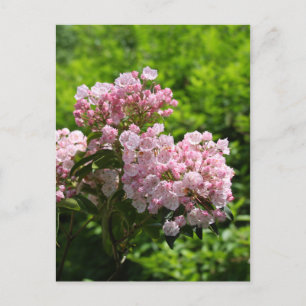 Carte Postale Jolies fleurs de laurier rose