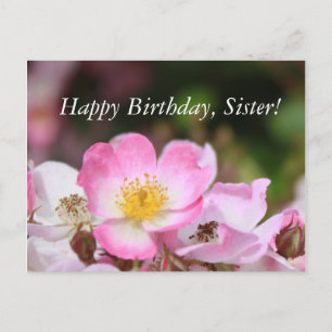Carte Postale jolies fleurs de rose sauvage rose pour les dames