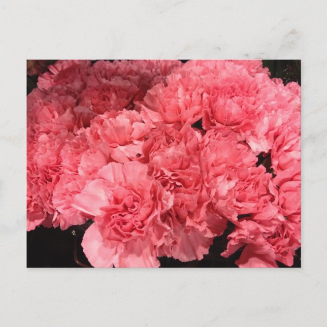 Carte Postale Jolies fleurs d'oeillets roses (Devant)