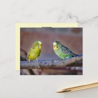 Carte Postale Jolies Perruches Vertes et Jaunes Photo Personnali