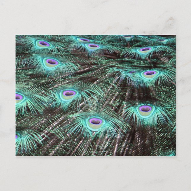 Carte Postale Jolies plumes de paon Photo (Devant)